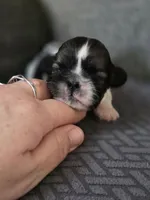 Wren, a female Cavalier King Charles Spaniel and Shih Tzu for sale in Wesley, IA – Photo 3 of 8
