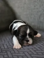 Wren, a female Cavalier King Charles Spaniel and Shih Tzu for sale in Wesley, IA – Photo 7 of 8