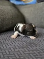 Wren, a female Cavalier King Charles Spaniel and Shih Tzu for sale in Wesley, IA – Photo 6 of 8