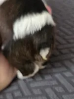 Wren, a female Cavalier King Charles Spaniel and Shih Tzu for sale in Wesley, IA – Photo 8 of 8