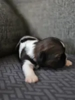 Wren, a female Cavalier King Charles Spaniel and Shih Tzu for sale in Wesley, IA – Photo 5 of 8