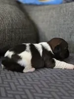 Wren, a female Cavalier King Charles Spaniel and Shih Tzu for sale in Wesley, IA – Photo 4 of 8
