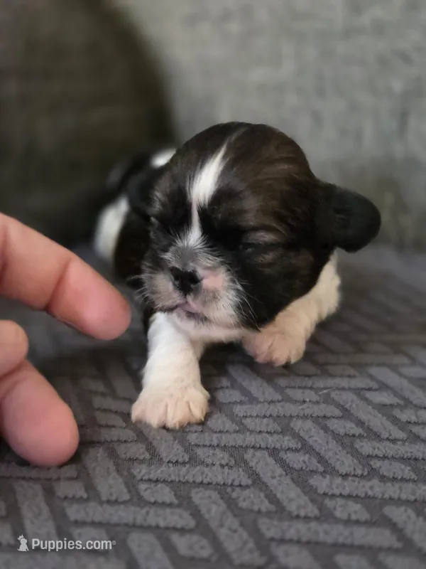 Wren – Cavalier King Charles Spaniel, Shih Tzu puppy for sale in Wesley, IA