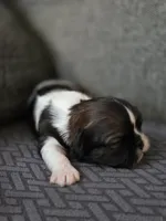 Wren, a female Cavalier King Charles Spaniel and Shih Tzu for sale in Wesley, IA – Photo 2 of 8
