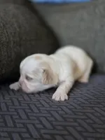 Carol, a female Cavalier King Charles Spaniel and Shih Tzu for sale in Wesley, IA – Photo 3 of 8