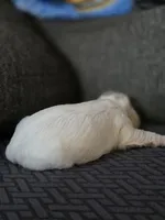 Carol, a female Cavalier King Charles Spaniel and Shih Tzu for sale in Wesley, IA – Photo 8 of 8