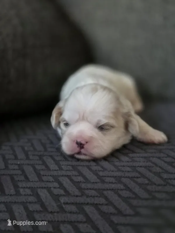 Carol – Cavalier King Charles Spaniel, Shih Tzu puppy for sale in Wesley, IA