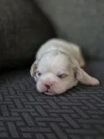 Carol, a female Cavalier King Charles Spaniel and Shih Tzu for sale in Wesley, IA – Photo 1 of 8