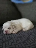 Carol, a female Cavalier King Charles Spaniel and Shih Tzu for sale in Wesley, IA – Photo 5 of 8