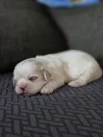 Carol, a female Cavalier King Charles Spaniel and Shih Tzu for sale in Wesley, IA – Photo 6 of 8