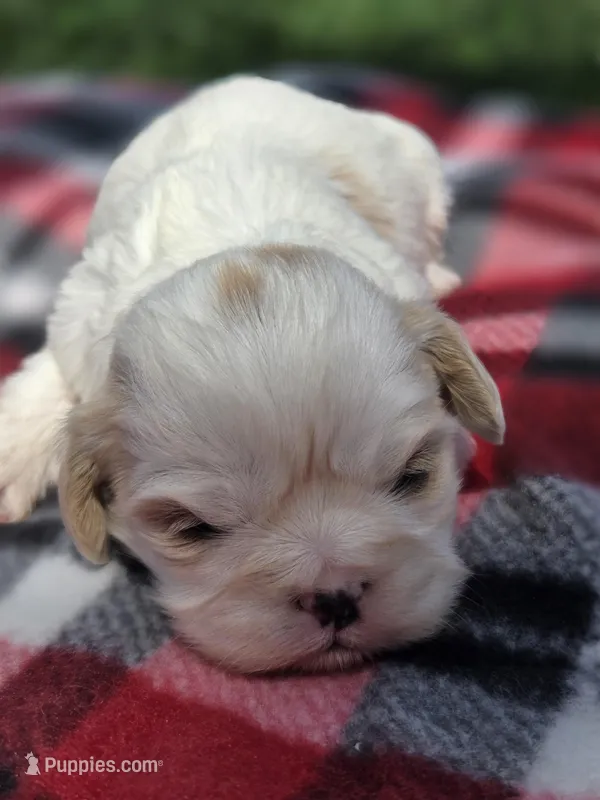 Carol – Cavalier King Charles Spaniel, Shih Tzu puppy for sale in Wesley, IA