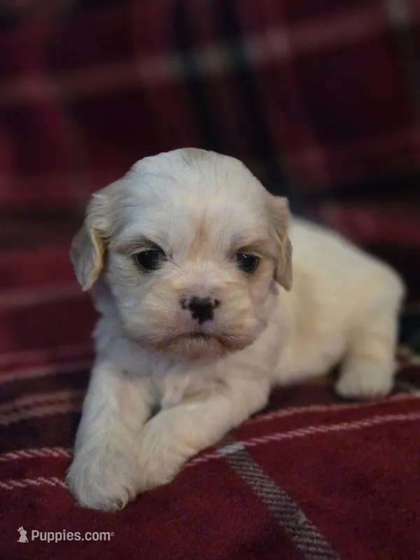 Carol – Cavalier King Charles Spaniel, Shih Tzu puppy for sale in Wesley, IA