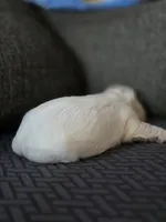 Carol, a female Cavalier King Charles Spaniel and Shih Tzu for sale in Wesley, IA – Photo 7 of 8