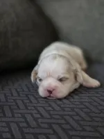 Carol, a female Cavalier King Charles Spaniel and Shih Tzu for sale in Wesley, IA – Photo 4 of 8