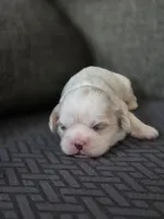 Carol, a female Cavalier King Charles Spaniel and Shih Tzu for sale in Wesley, IA – Photo 2 of 8