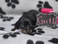 Girl1, a female Chihuahua for sale in Wesley, IA – Photo 7 of 10