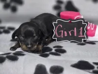 Girl1, a female Chihuahua for sale in Wesley, IA – Photo 6 of 10