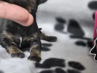 Girl1, a female Chihuahua for sale in Wesley, IA – Photo 5 of 10