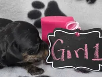 Girl1, a female Chihuahua for sale in Wesley, IA – Photo 3 of 10