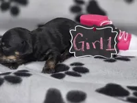 Girl1, a female Chihuahua for sale in Wesley, IA – Photo 8 of 10