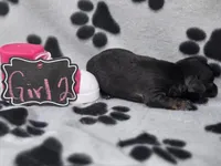 Girl2, a female Chihuahua for sale in Wesley, IA – Photo 8 of 10