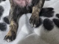 Girl1, a female Chihuahua for sale in Wesley, IA – Photo 4 of 10