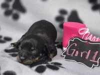 Girl1, a female Chihuahua for sale in Wesley, IA – Photo 1 of 10