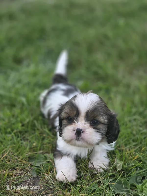Paola – Cavalier King Charles Spaniel, Shih Tzu puppy for sale in Wesley, IA