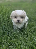 Carol, a female Cavalier King Charles Spaniel and Shih Tzu for sale in Wesley, IA – 4 of 5
