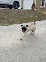 Little, a female Pug for sale in Hernando, FL – Photo 4 of 4