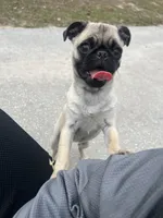 Little, a female Pug for sale in Hernando, FL – Photo 3 of 4