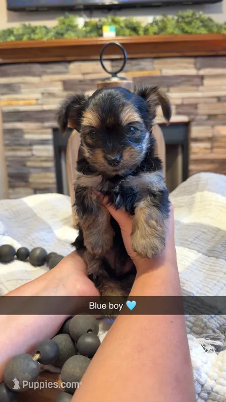 Blue boy  – Yorkipoo puppy for sale in Forest City, NC