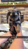 Blue boy , a male Yorkipoo for sale in Forest City, NC – 1 of 3
