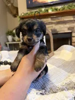 Green Boy, a male Yorkipoo for sale in Forest City, NC – 2 of 3