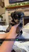 Green Boy, a male Yorkipoo for sale in Forest City, NC – 1 of 3
