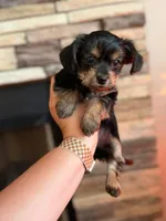 Green Boy, a male Yorkipoo for sale in Forest City, NC – 5 of 5