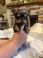 Orange Boy, a male Yorkipoo for sale in Forest City, NC – 2 of 3