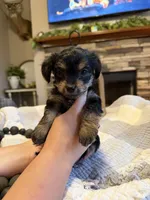 Green Boy, a male Yorkipoo for sale in Forest City, NC – 3 of 3
