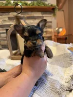 Orange Boy, a male Yorkipoo for sale in Forest City, NC – 3 of 3
