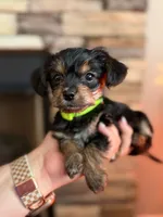 Green Boy, a male Yorkipoo for sale in Forest City, NC – 4 of 5