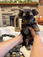 Blue boy , a male Yorkipoo for sale in Forest City, NC – 2 of 3