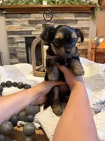 Blue boy , a male Yorkipoo for sale in Forest City, NC – 3 of 3