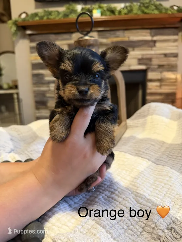 Orange Boy – Yorkipoo puppy for sale in Forest City, NC