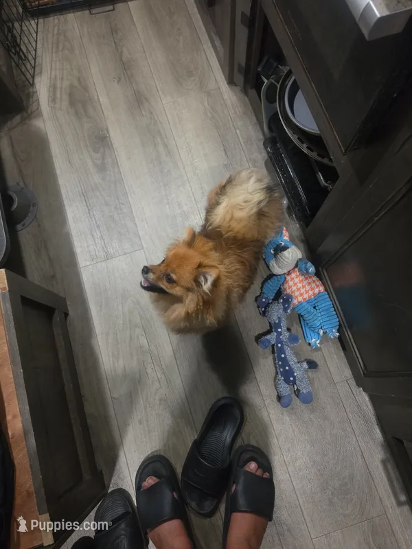 Nikki – Pomeranian puppy for sale in Kissimmee, FL