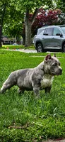 DBK Pimpin Ken, a male American Bully for sale in Kankakee, IL – 2 of 2