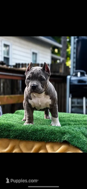 DBK Pimpin Ken – American Bully puppy for sale in Kankakee, IL
