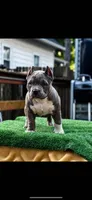 DBK Pimpin Ken, a male American Bully for sale in Kankakee, IL – 1 of 2