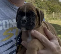 Euro-Squirt, a male Boxer for sale in Harrison, AR – 4 of 9