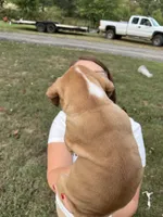 Euro-Goliath, a male Boxer for sale in Harrison, AR – 10 of 10