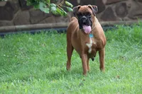 Euro - Fred, a male Boxer for sale in Harrison, AR – Photo 6 of 6